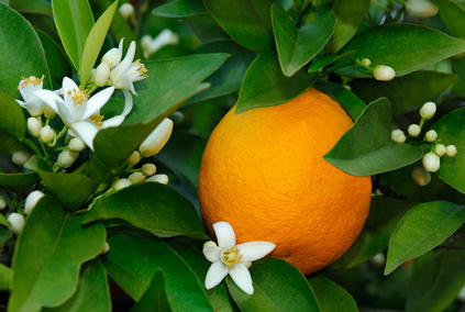 Orangenblüten und Orange am Strauch