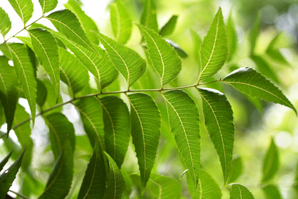 Neem leaves-Herbal medcine