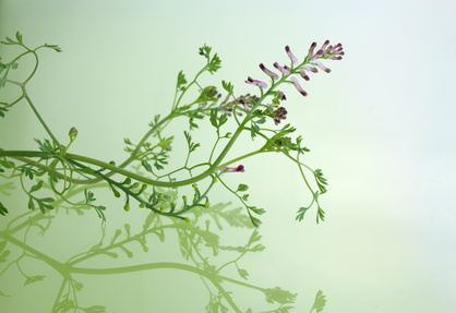 Heilpflanze, Arzneipflanze, Erdrauch (Fumaria officinalis)