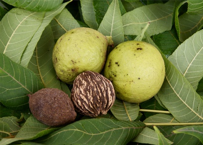 fruitsand leaves of black walnut tree