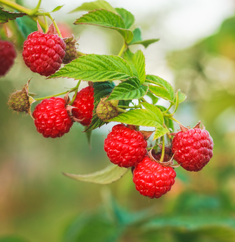 Raspberry. Raspberries. Growing Organic Berries closeup