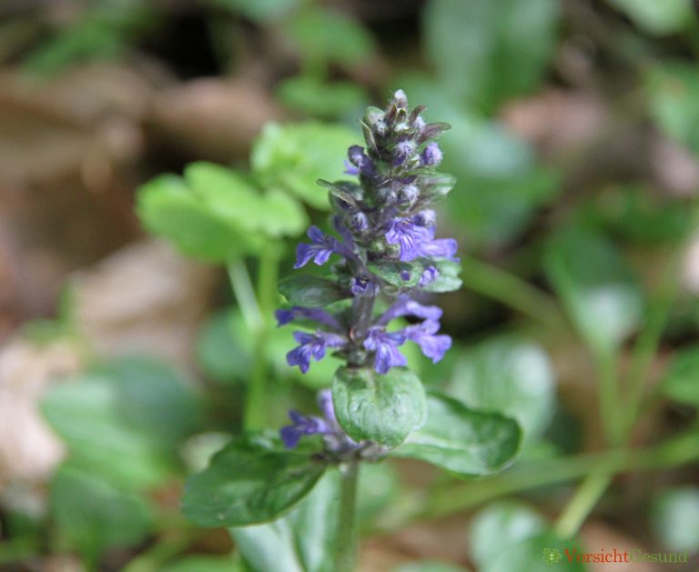 Günsel, Kriechender (Ajuga reptans) VORSICHT GESUND