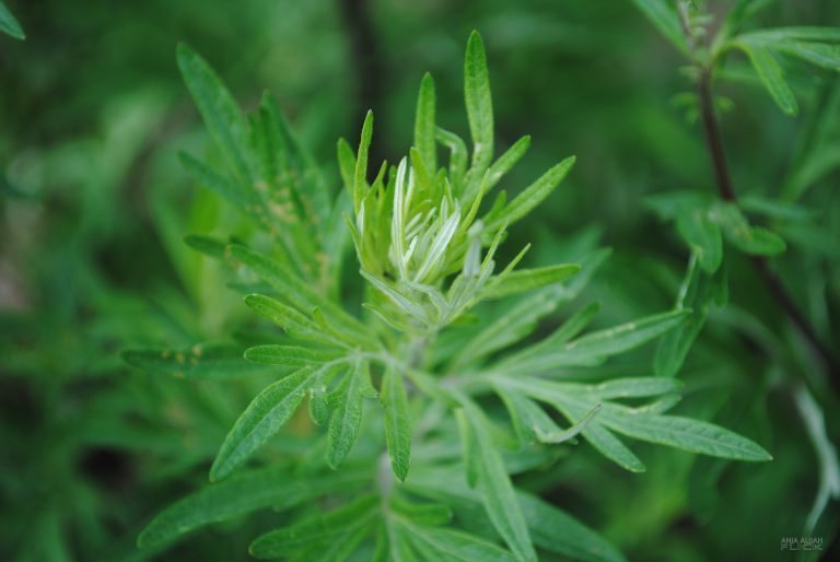 Beifu Artemisia Vulgaris VORSICHT GESUND beifu-artemisia-vulgaris-vorsicht-gesund