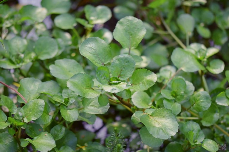 Brunnenkresse (Nasturtium officinale) VORSICHT GESUND