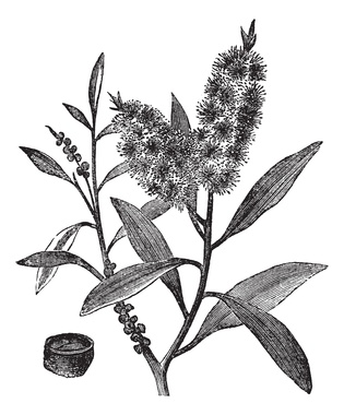 Tea Tree Oil has white wood (Melaleuca Leucadendron), vintage en