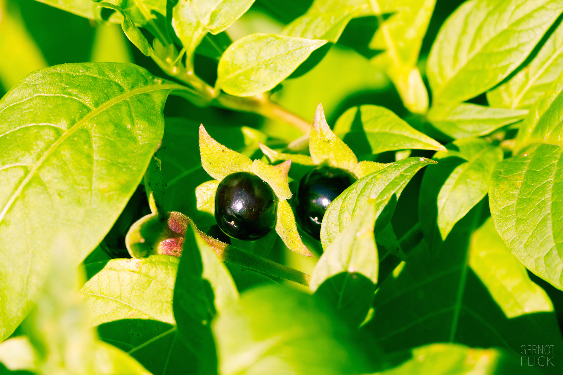 Tollkirsche (Atropa belladonna) † † † VORSICHT GESUND